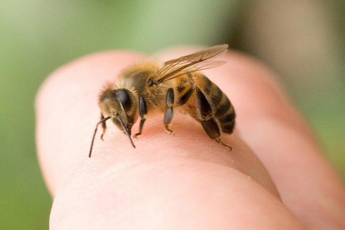 Bee resting on finger