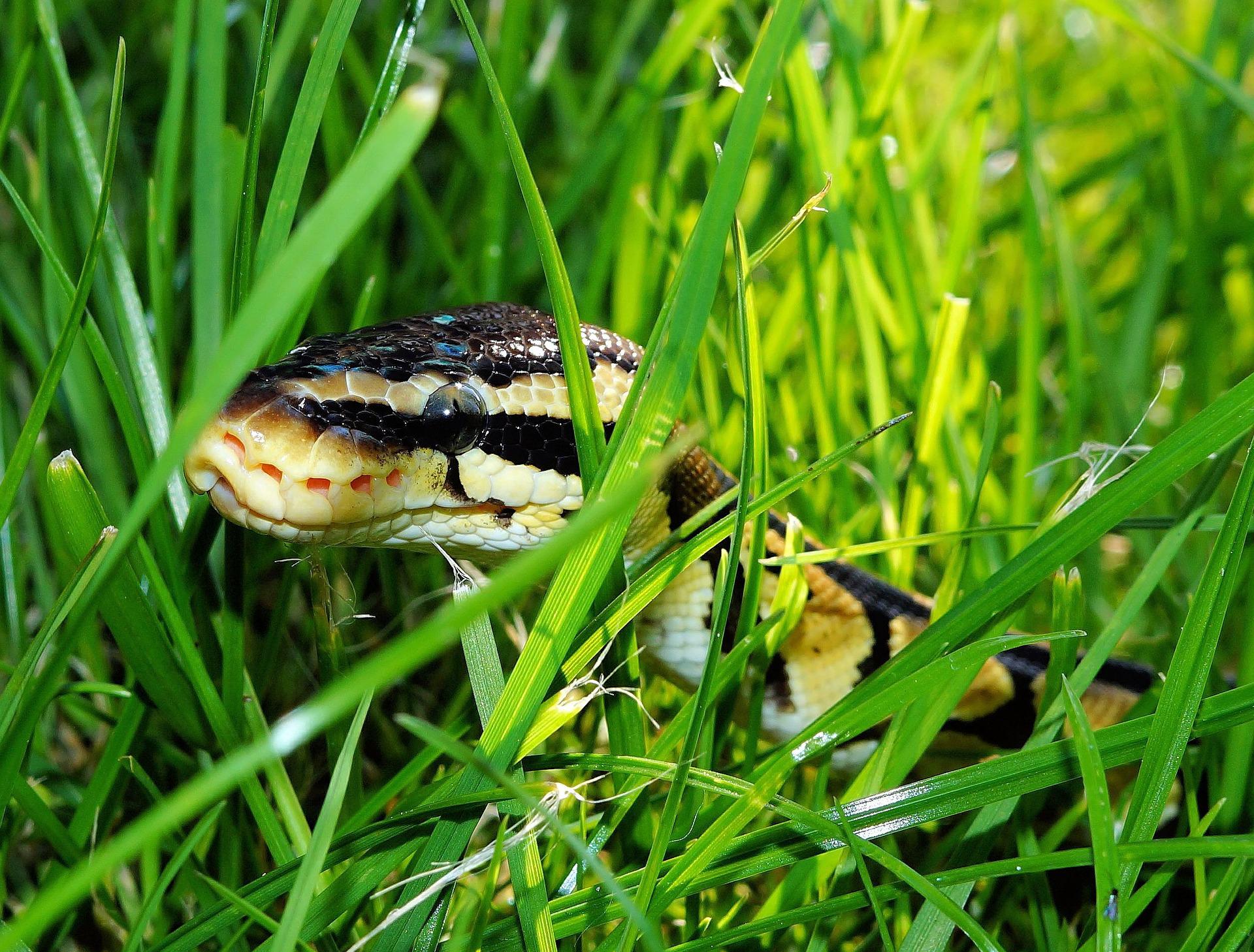 Snake in grass