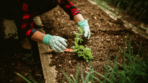 Gardening